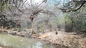 Flowing Water In The Forest Of India And Monkey Sitting Around It. Wildlife.
