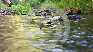 Flowing water in forest river, in background a blurred forest background