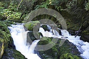 Flowing water lush green vegetation