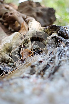 Flowing water that occurs naturally