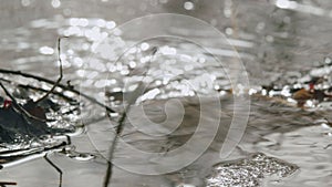 Flowing Water Stream With Sunbeam Highlights. Movement Of Meltwater. Cold Water Flows. Close Up.