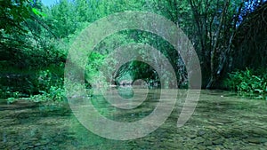 Flowing water with white poplar fluff in a green forest.