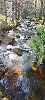 Flowing wooded stream