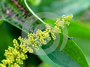 Flowr of dioscorea alata known as purple yam or greater yam