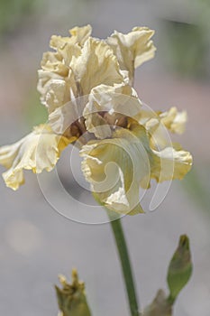 Flowr head of Tall Bearded Iris Monsoon Moon