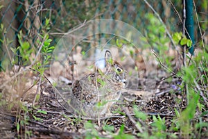 Flowres and wedding ring