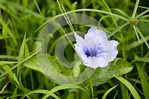 Flowser purple color of Ruellia tuberosa flower or Thailand name of Toi Ting flower.