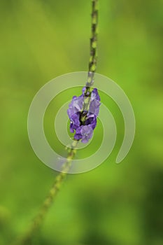 Flowwer Stachytarpheta jamaicensis