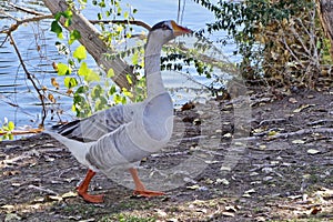 Floyd Lamb Park, Las Vegas, Nevada, USA