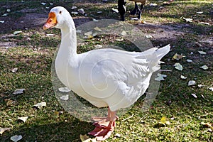 Floyd Lamb Park, Las Vegas, Nevada, USA