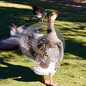 Floyd Lamb Park, Las Vegas, Nevada, USA