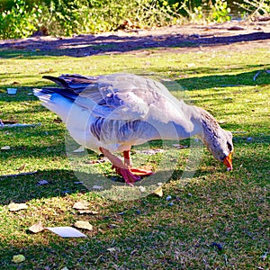 Floyd Lamb Park, Las Vegas, Nevada, USA