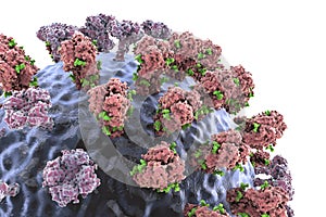 Flu virus, close-up view, 3D illustration