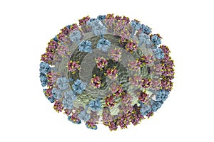 Flu virus, close-up view, 3D illustration photo