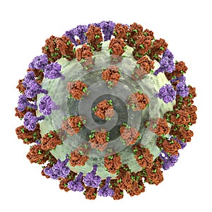 Flu virus, close-up view, 3D illustration photo
