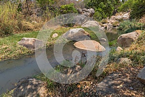 fluent river with rocks and vegetation in Africa. Lubango. Angola. photo