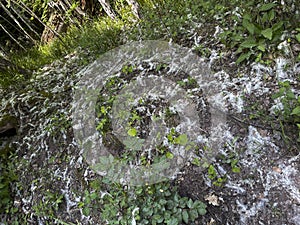 Fluff, cotton wool of poplars on the forest floor in spring