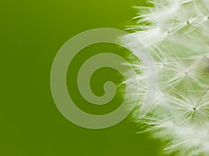 Fluff dandelion