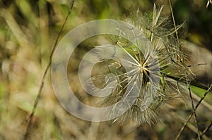 Fluff and dandelion 2