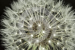 Fluff of a dandelion in close up.