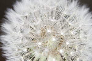 Fluff of a dandelion in close up.