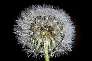 Fluff of a dandelion in close up.
