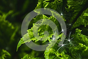 Fluff of dandelion on green leaf of hogweed. Background of nature closeup