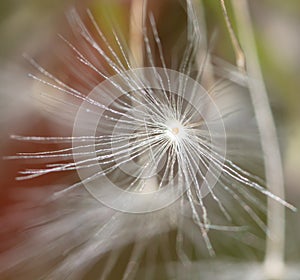 Fluff on a dandelion on nature