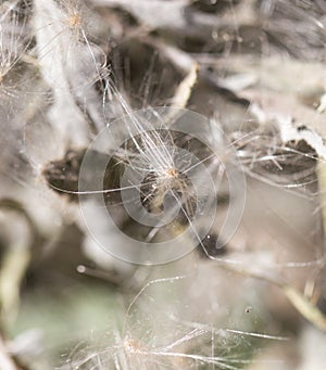 Fluff from a dandelion on a plant