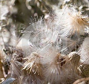 Fluff from a dandelion on a plant