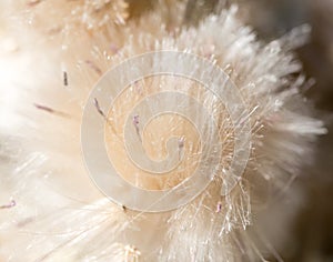 Fluff from a dandelion on a plant