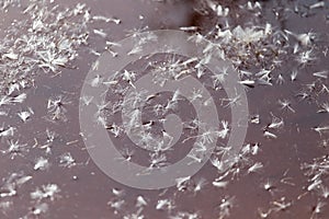 Fluff from a dandelion on the surface of the water in nature