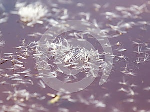 Fluff from a dandelion on the surface of the water in nature