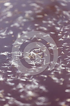 Fluff from a dandelion on the surface of the water in nature