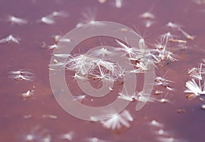 Fluff from a dandelion on the surface of the water in nature