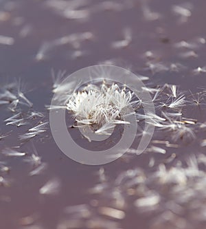 Fluff from a dandelion on the surface of the water in nature