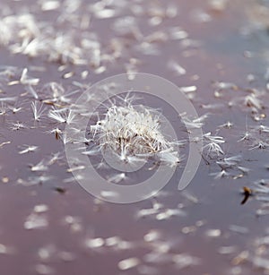 Fluff from a dandelion on the surface of the water in nature