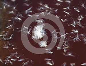 Fluff from a dandelion on the surface of the water in nature