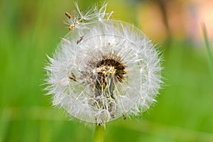 Fluff of dandelions in afternoons calm