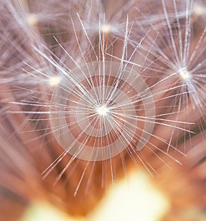 Fluff on dandelions as a background. Extreme macro