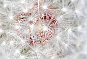 Fluff on dandelions as a background. Extreme macro