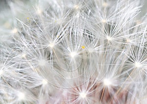 Fluff on dandelions as a background. Extreme macro