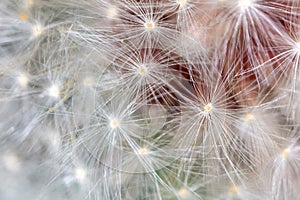 Fluff on dandelions as a background. Extreme macro