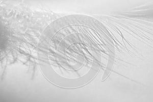 Fluff feather close-up. Macro detail white bird feather and shadow. Concept of tenderness and softness on white