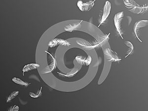 Fluff feathers. Realistic angel wings feather flow, falling bird plumage, fluffy swan or dove 3d twirled feathers vector