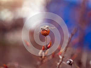 Fluff hangs on a branch with spikes