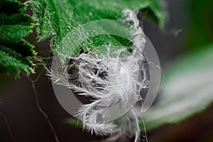 Fluff macro photo hanging on a green leaf