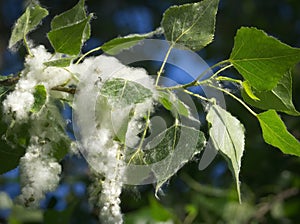 Fluff of poplar tree