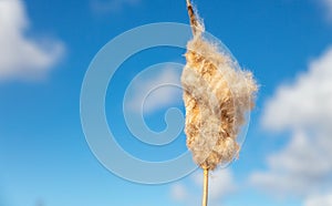 Fluff on the reeds against the blue sky.