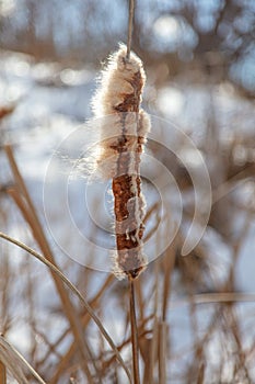 Fluff on the reeds in nature.